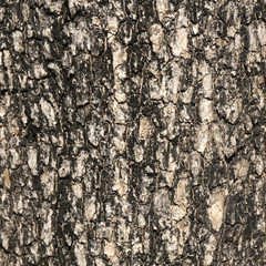 Tree bark texture