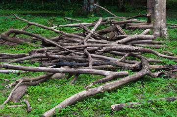 Pile of firewood outdoors,Landscape with old dead woods in deep forest