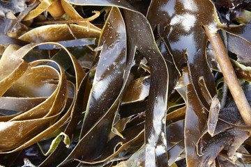 A full page of wet brown seaweed background texture © beckystarsmore