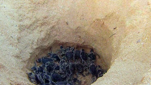 Sea turtles hatching from nest on sandy beach. Nosy Iranja, Madagascar