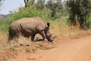 White rhino on side of road