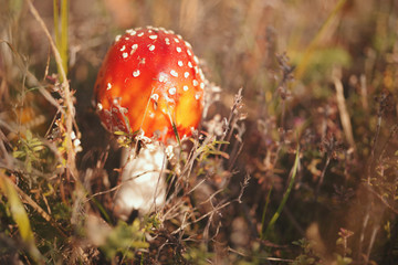 Fly agaric or fly Amanita poisonous mushroom in nature
