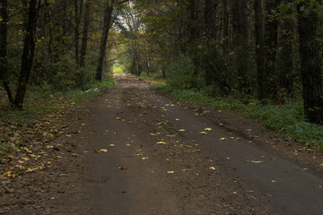 Fototapeta premium Поздняя осень в парке. Проселочная дорога.