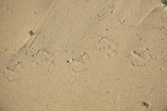 A whole page of bird foot prints in the wet sand background texture 