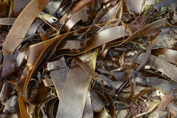 A whole page of wet seaweed background texture 