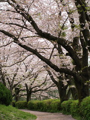 遊歩道に散る桜の花びら