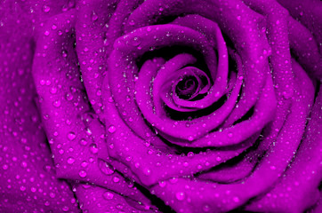 Obrazy na Szkle  fioletowa róża z kroplami deszczu