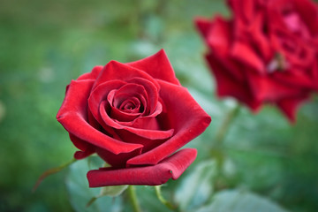 Красные розы на зелёном фоне
