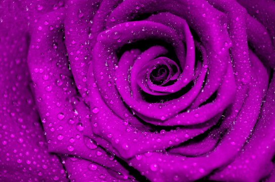 purple rose with rain droplets