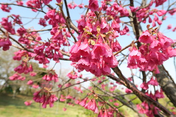 Obraz premium Sakura Cherry Blossom