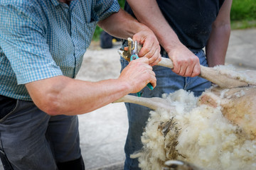 Klauenpflege bei einen Schaf wärend der Schafsrasur