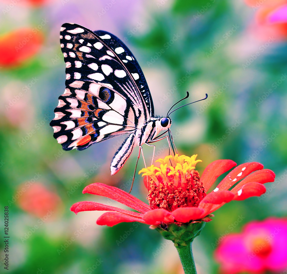 Wall mural butterfly on flower (Common tiger butterfly)