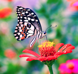 butterfly on flower (Common tiger butterfly)