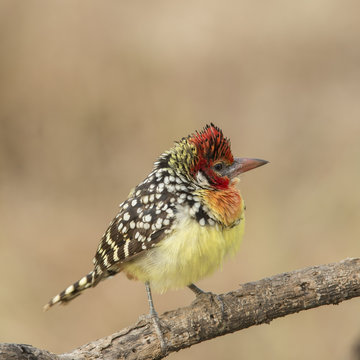 Red and Yellow Barbet, (Trachyphonus erythrocephalus), sitting on branch in Tarangire National Park, Tanzania, Africa