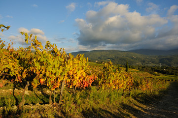 Vineyards in Tuscany, Chianti region.Italy.
