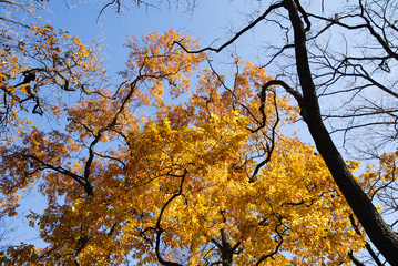 Fototapeta premium 紅葉（浦和）