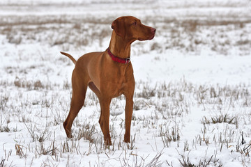 Hungary Vizsla