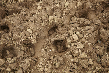 A whole page of muddy field background texture