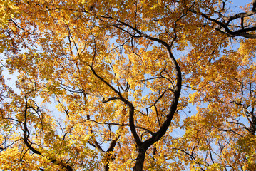 Fototapeta premium 紅葉（浦和）