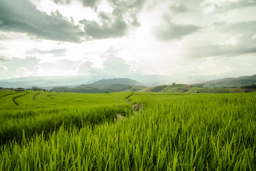 Rice fields in the countryside of Thailand