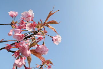 Sakura Cherry Blossom