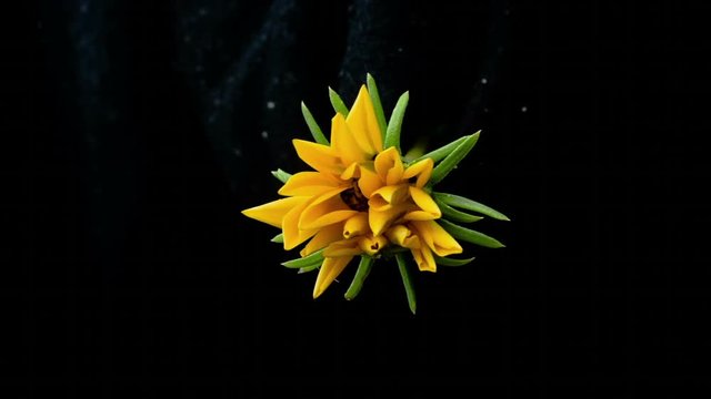 yellow flower blooms timelapse
