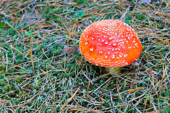 Red mushroom (Amanita Muscaria, Fly Ageric, Fly Amanita) in forest