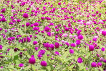 Fototapeta premium Amaranth purple background green,purple