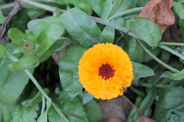 Bright orange flower