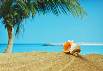 Fototapeta na wymiar seashell on sandy beach on the tropical coast