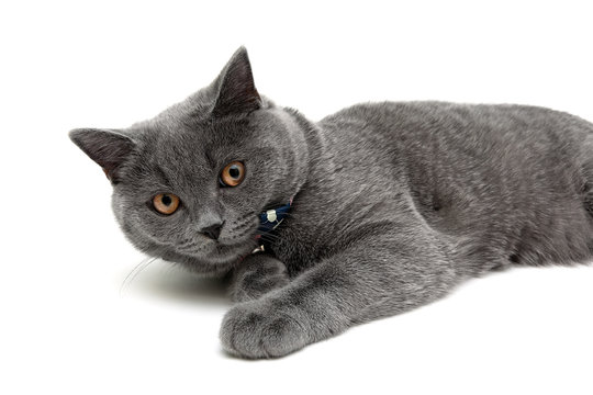 gray cat with yellow eyes lying on white background