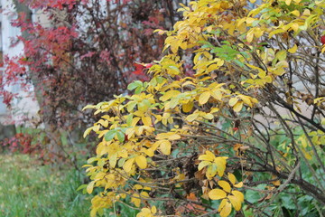 Colors of the autumn