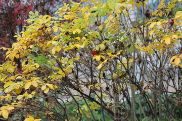 Colors of the autumn