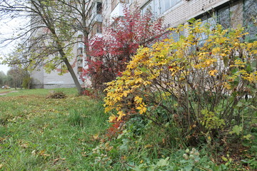 Colors of the autumn