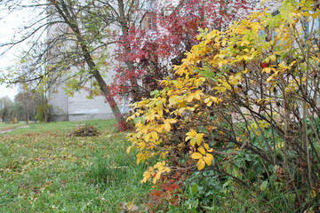 Colors of the autumn