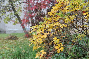 Colors of the autumn