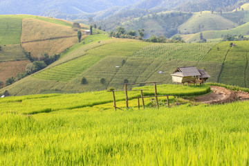 Golden rice fields in the countryside of Thailand