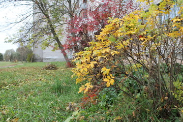 Colors of the autumn