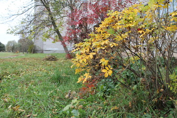 Colors of the autumn