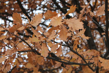 Rusty autumn oak leaves