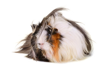 Big guinea pig