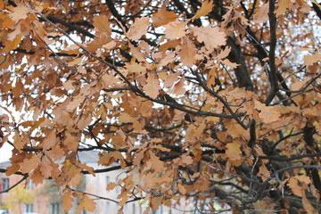Rusty autumn oak leaves