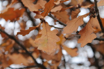 Rusty autumn oak leaves
