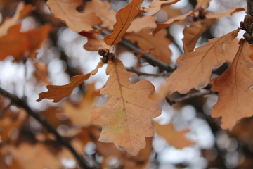 Rusty autumn oak leaves
