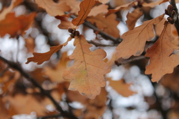 Rusty autumn oak leaves