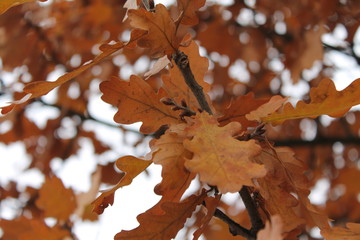 Rusty autumn oak leaves