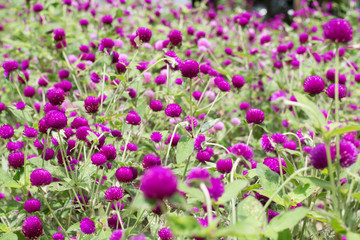 Amaranth purple background green,purple