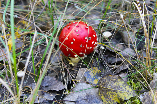 Red mushroom (Amanita Muscaria, Fly Ageric, Fly Amanita) in forest