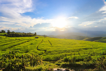 Golden rice fields in the countryside of Thailand
