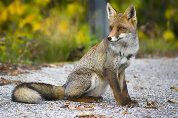 Fototapeta premium Volpe in posa